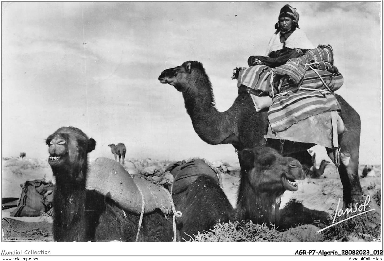 AGRP7-0486-ALGERIE - Scenes Et Types - Chameaux Au Repos - Scenes