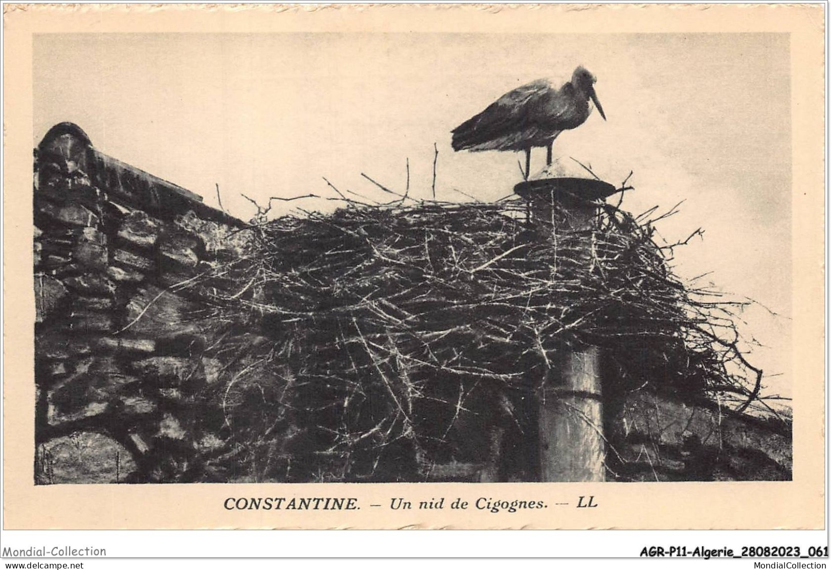 AGRP11-0806-ALGERIE - CONSTANTINE - Un Nid De Cigognes  - Constantine