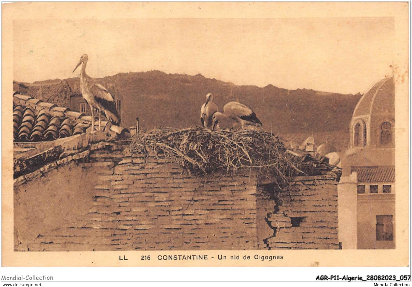 AGRP11-0804-ALGERIE - CONSTANTINE - Un Nid De Cigognes  - Constantine