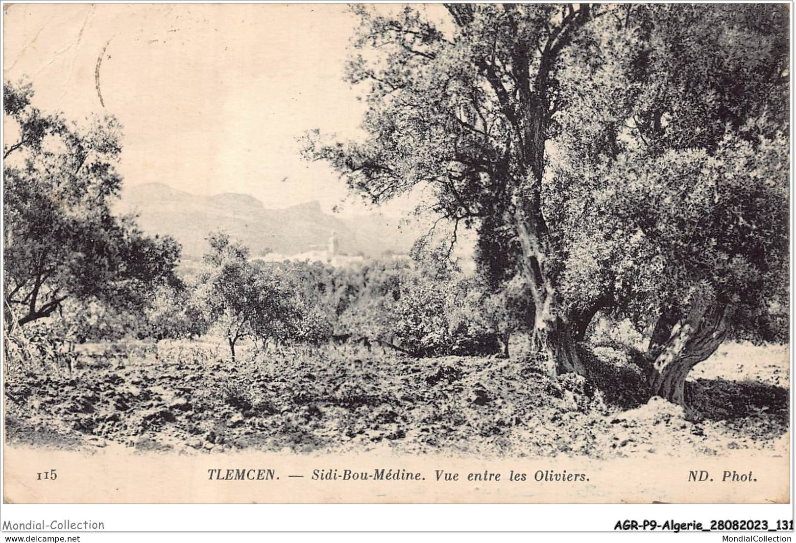 AGRP9-0689-ALGERIE - TLEMCEN - Sidi-bou-médine - Vue Entre Les Oliviers  - Tlemcen