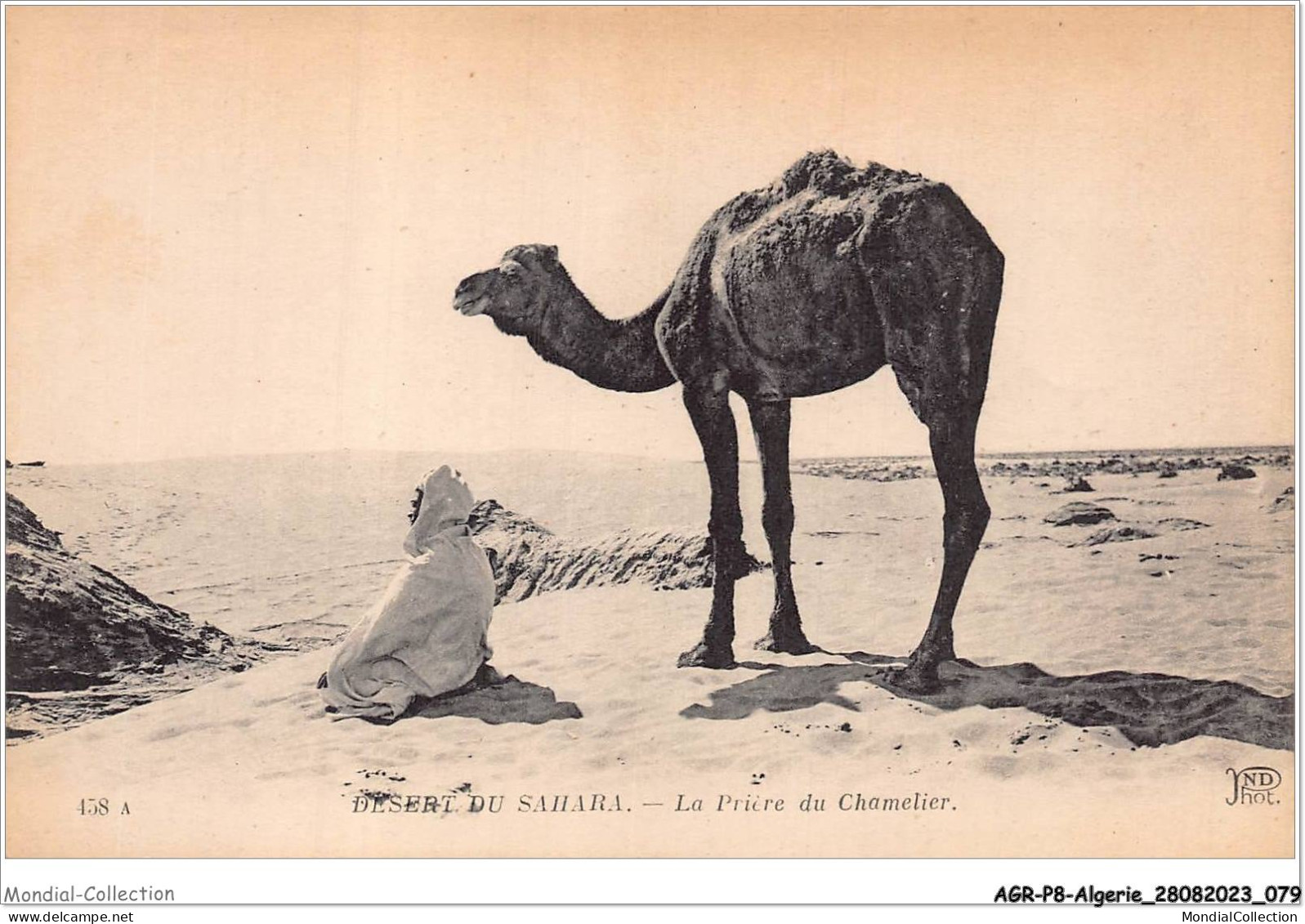 AGRP8-0592-ALGERIE - Scenes Et Types - La Prière Du Chamelier - Szenen