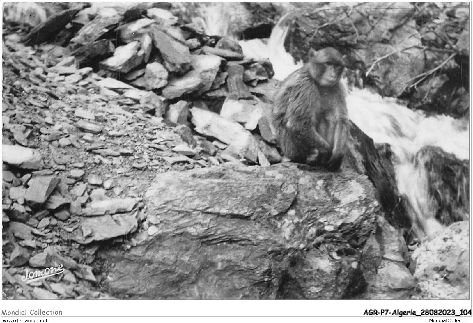 AGRP7-0532-ALGERIE - BLIDA - Auberge Des Gorges De La Chiffa - La Cascade - Blida