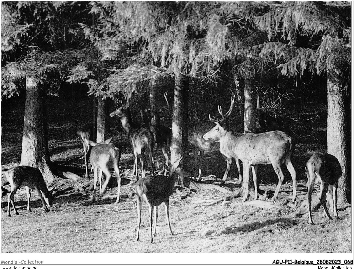 AGUP11-0937-BELGIQUE - ARDENNES BELGES - Une Harde De Cerfs - Other & Unclassified