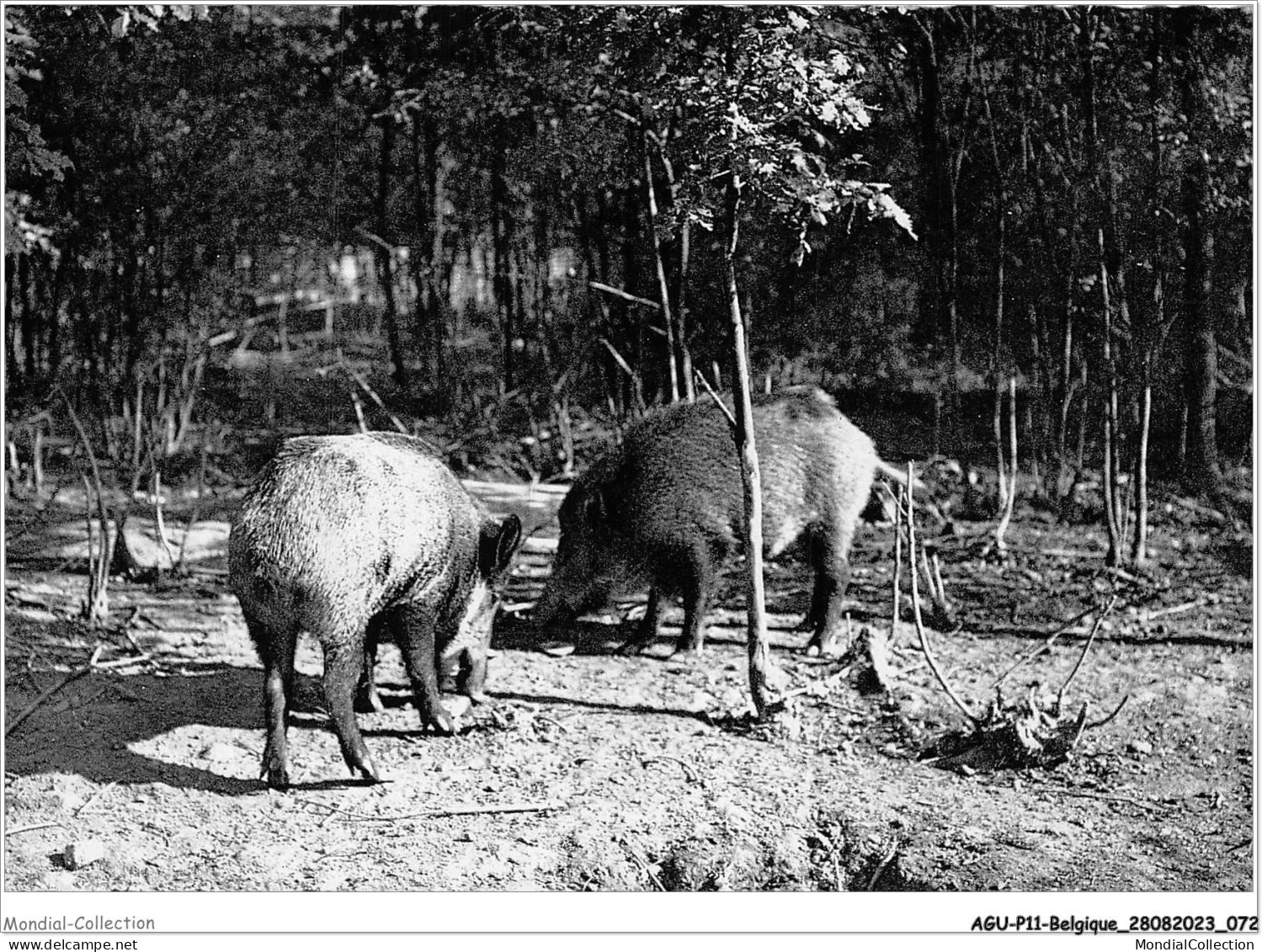 AGUP11-0939-BELGIQUE - ARDENNES BELGES - Les Sangliers - Altri & Non Classificati