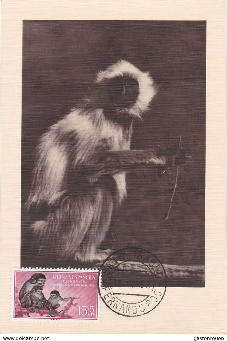 Carte Maximum Guinée Espagnole Guinea Espanola Singe Monkey 1956 - Guinea Spagnola