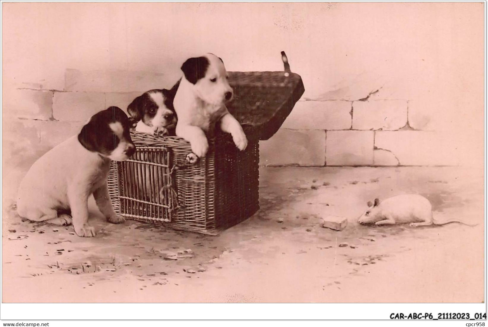 CAR-ABCP6-0486 - CHIEN - TROIS CHIENS REGARDENT UNE SOURIS - Hunde