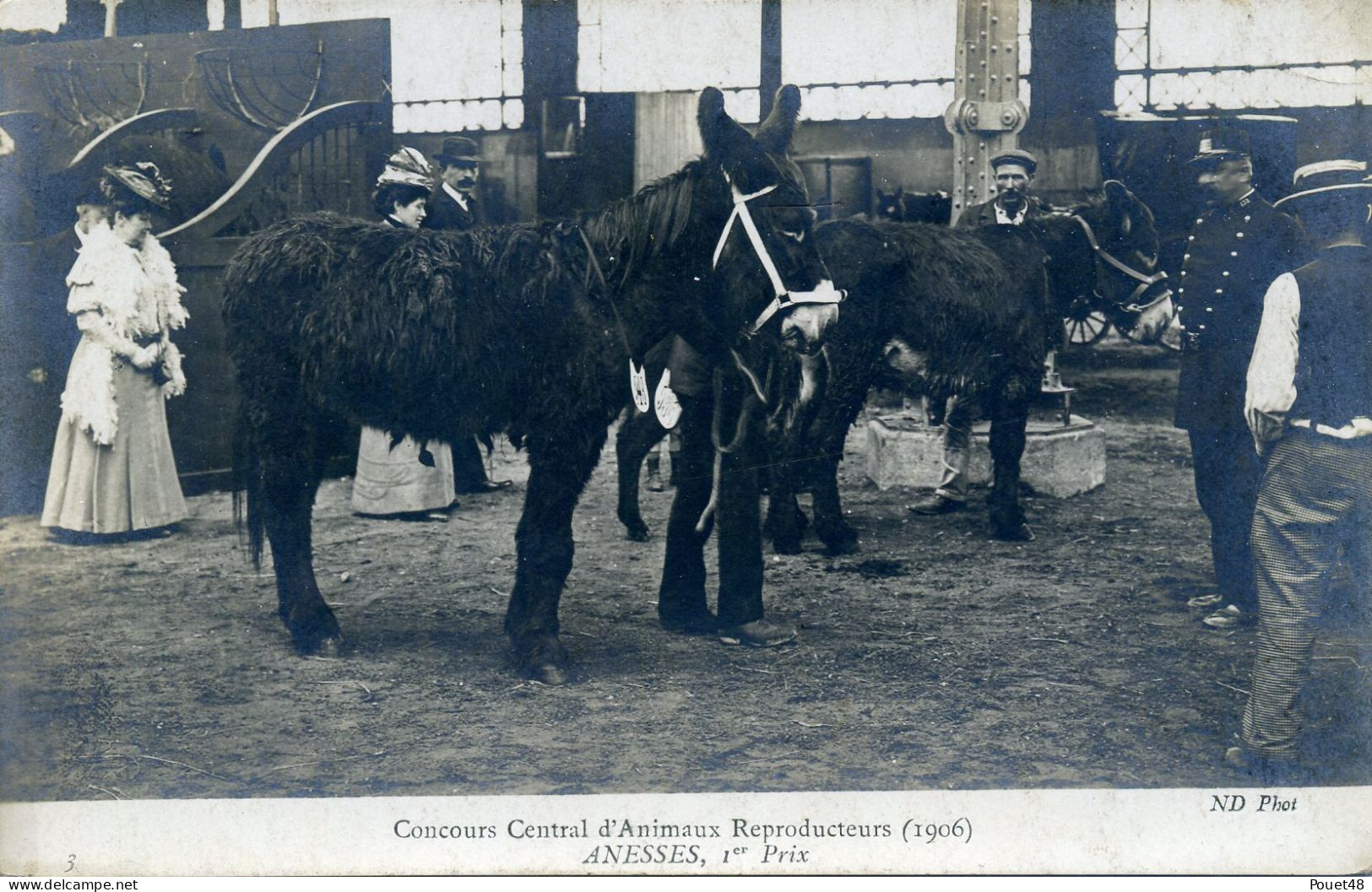 Animaux - Concours Central D'Animaux Reproducteurs - ANNESSES, 1 Er Prix - Carte Photo - Asino