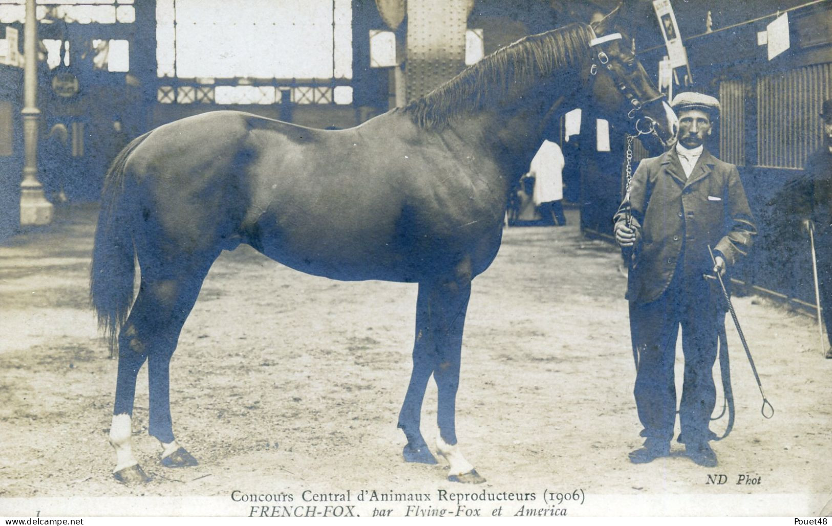 Animaux - Concours Central D'Animaux Reproducteurs - FRENCH FOX, Par Flying Fox Et America- Carte Photo - Horses