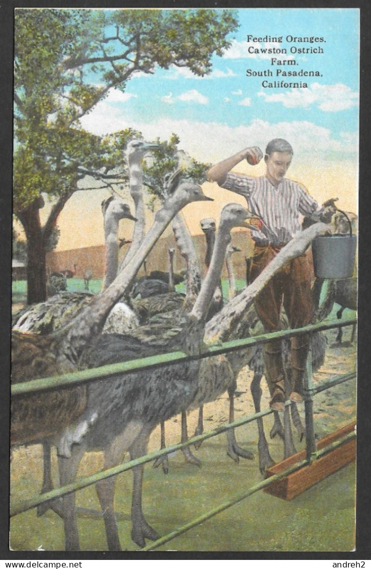 Animals Ostrichs   Autruches - C.P.A.  Feeding Orange Cawston Ostrich Farm, South Passadena California - Andere & Zonder Classificatie