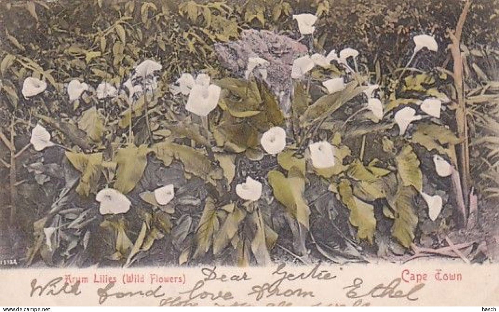 4823138Cape Town, Arum Lilies (wild Flowers)1906. (see Corners, See Sides) - Afrique Du Sud