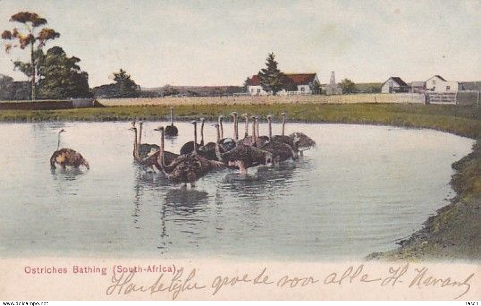 4823100Ostriches Bathing. (postmark 1909) - Sud Africa