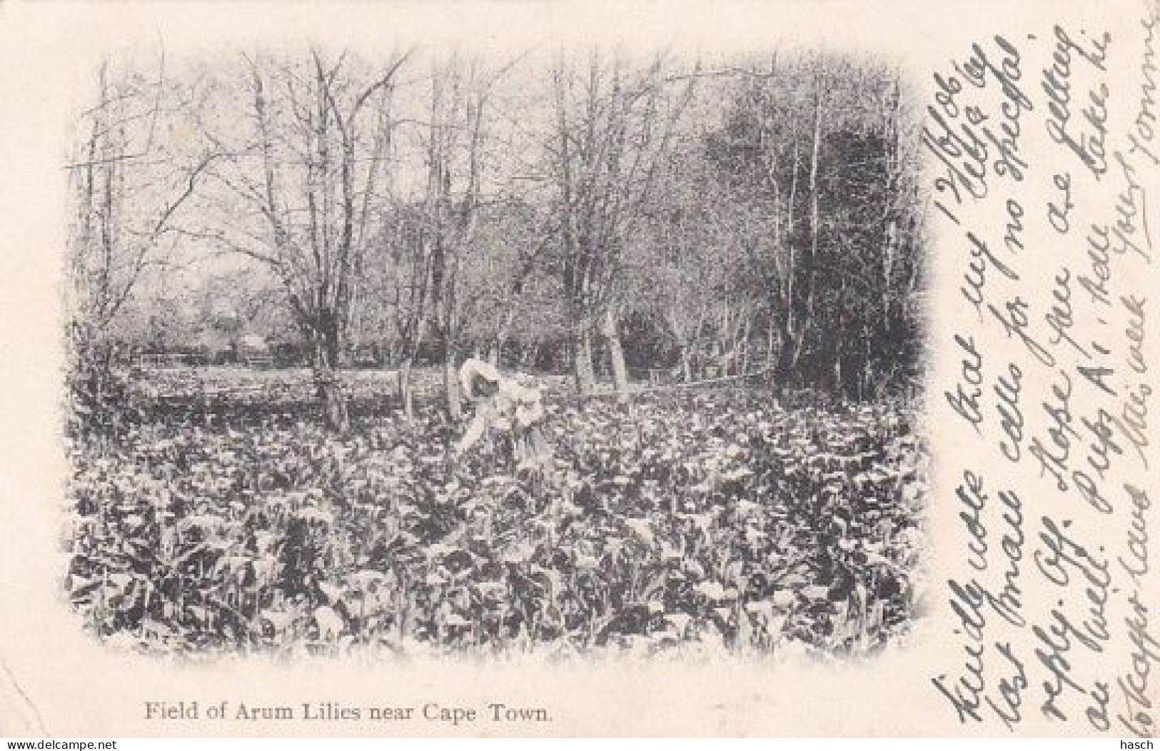 482381Field Of Arum Lilies Near Cape Town. (postmark 1906)(left Bottom Little Crease) - Sudáfrica