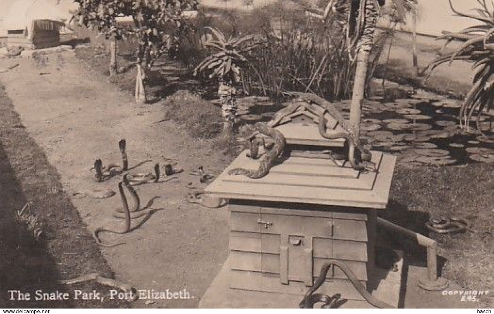 482315Port Elizabeth, The Snake Park. 1930. (photo Card) - South Africa