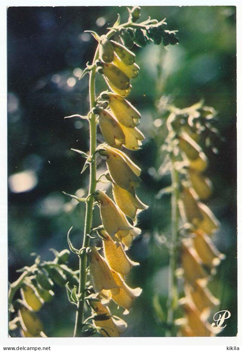 CPSM / CPM 10.5 X 15 Prestige HAUTES ALPES  Digitale à Grandes Fleurs - Other & Unclassified