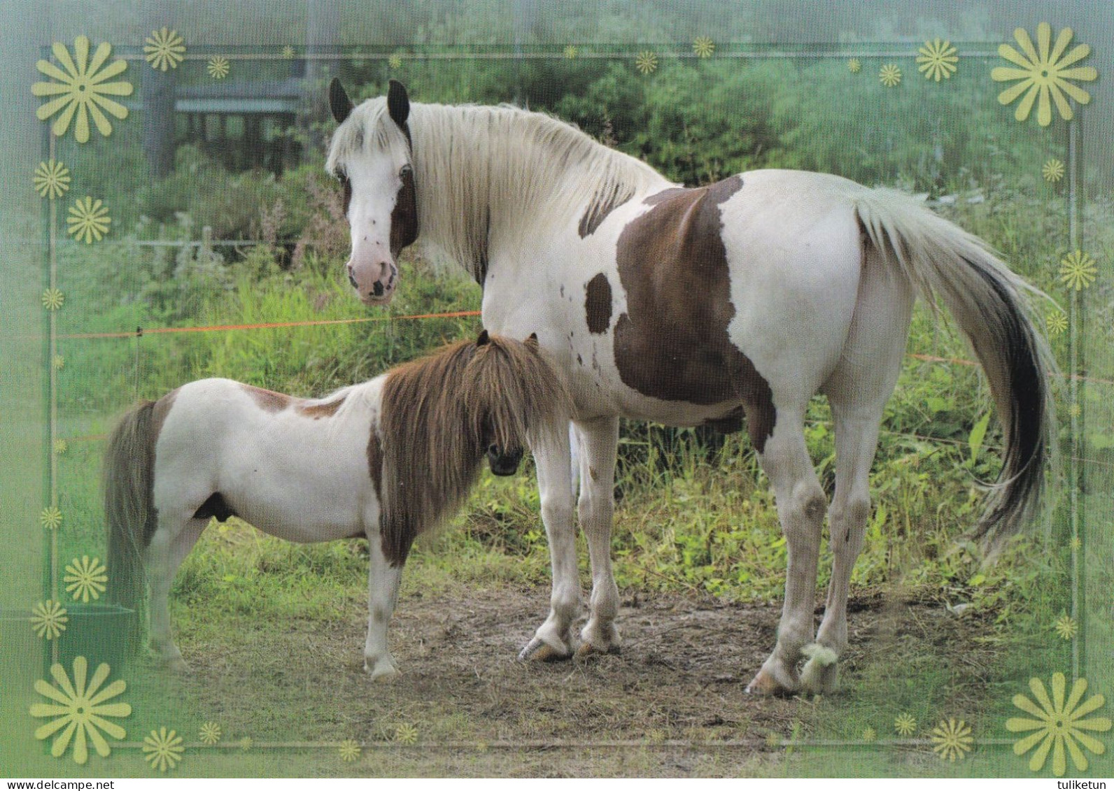 Horse - Cheval - Paard - Pferd - Cavallo - Cavalo - Caballo - Häst - Korttiriihi - Finland - Chevaux