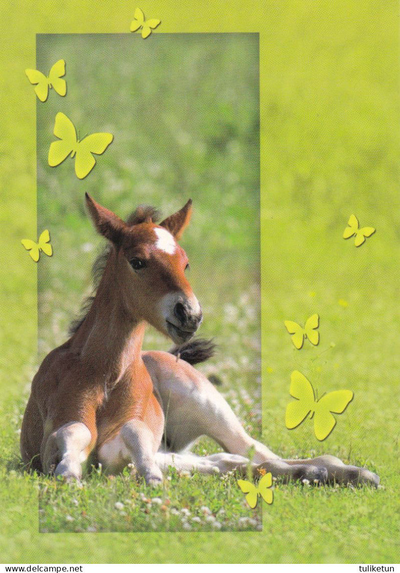 Horse - Cheval - Paard - Pferd - Cavallo - Cavalo - Caballo - Häst - Korttiriihi - Finland - Horses