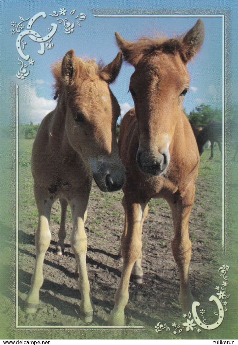 Horse - Cheval - Paard - Pferd - Cavallo - Cavalo - Caballo - Häst - Korttiriihi - Finland - Horses