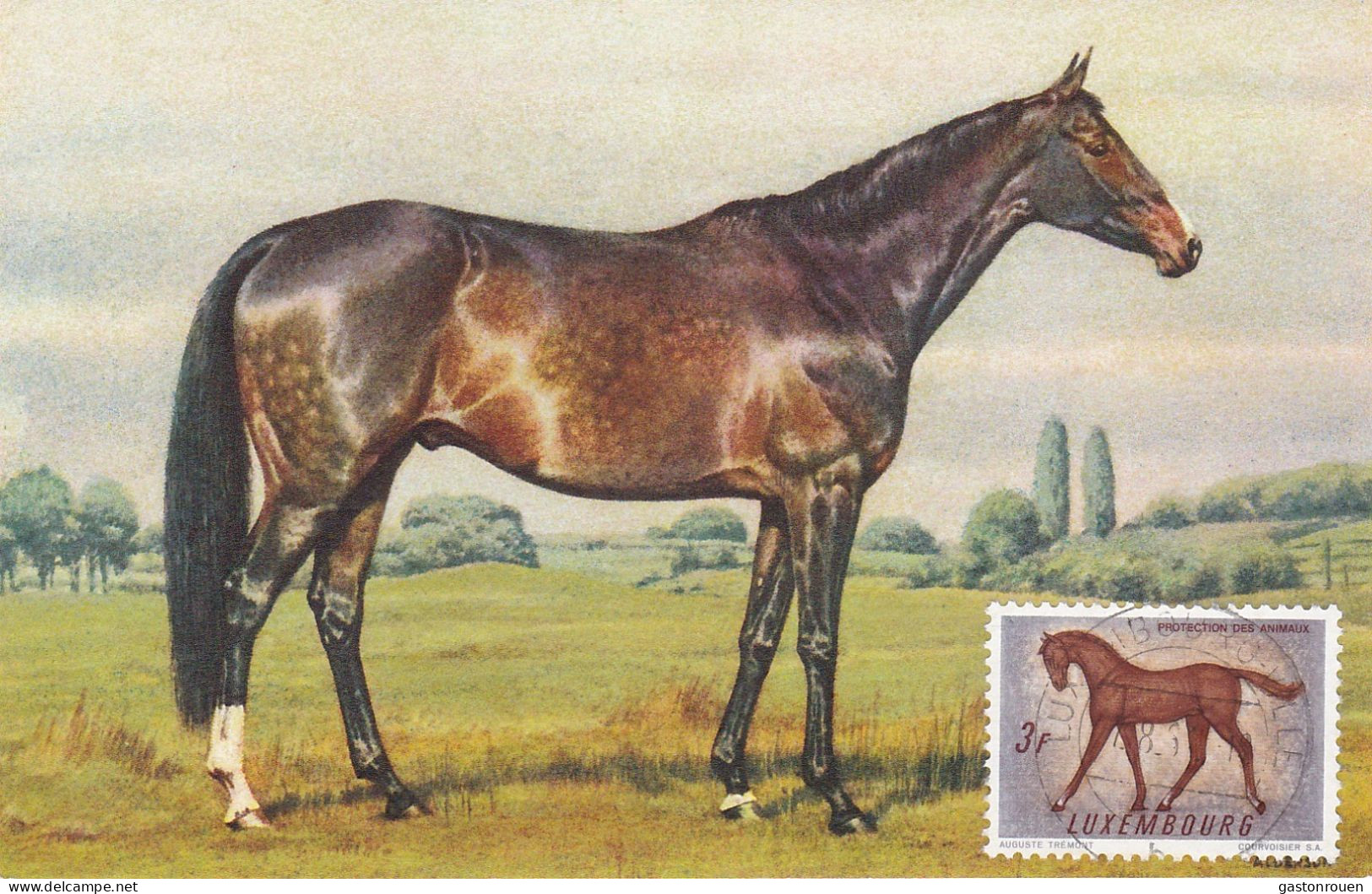 Carte Maximum Luxembourg Protection Des Animaux Cheval Horse - Tarjetas Máxima