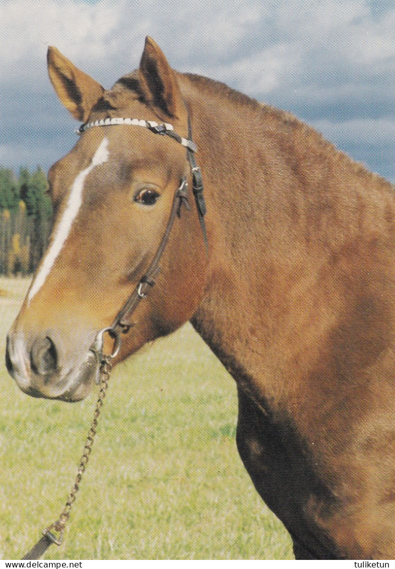 Horse - Cheval - Paard - Pferd - Cavallo - Cavalo - Caballo - Häst - Stallion Lentuli - Suomenratsut Ry - Finland - RARE - Pferde