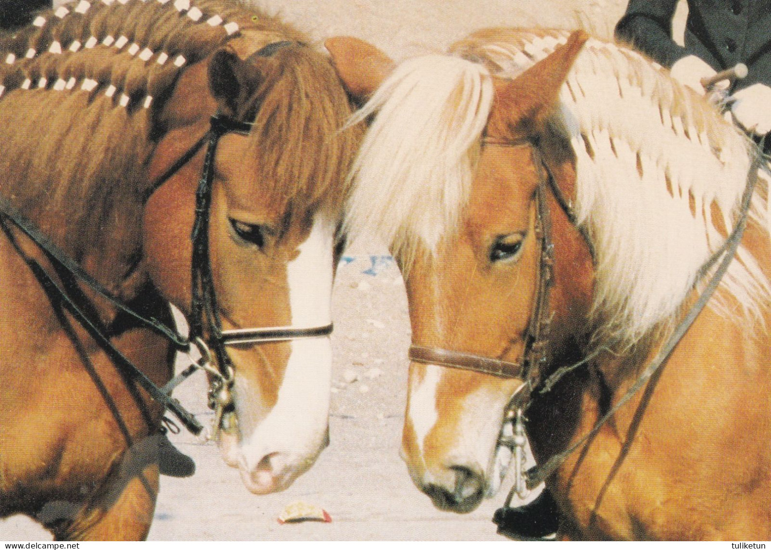 Horse - Cheval - Paard - Pferd - Cavallo - Cavalo - Caballo - Häst - Viskuri & V. H. Velhotar - Suomenratsut Ry - RARE - Chevaux