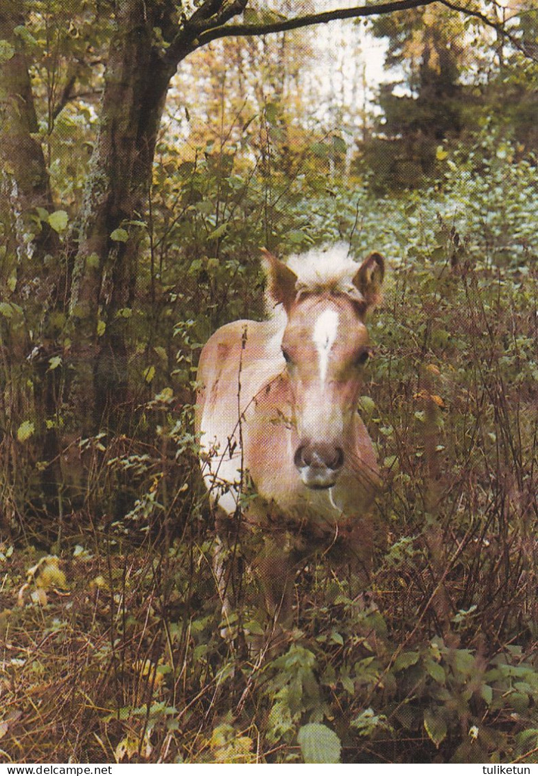 Horse - Cheval - Paard - Pferd - Cavallo - Cavalo - Caballo - Häst - Stallion Jeppe-Itsonpoika  - Suomenratsut Ry - RARE - Chevaux