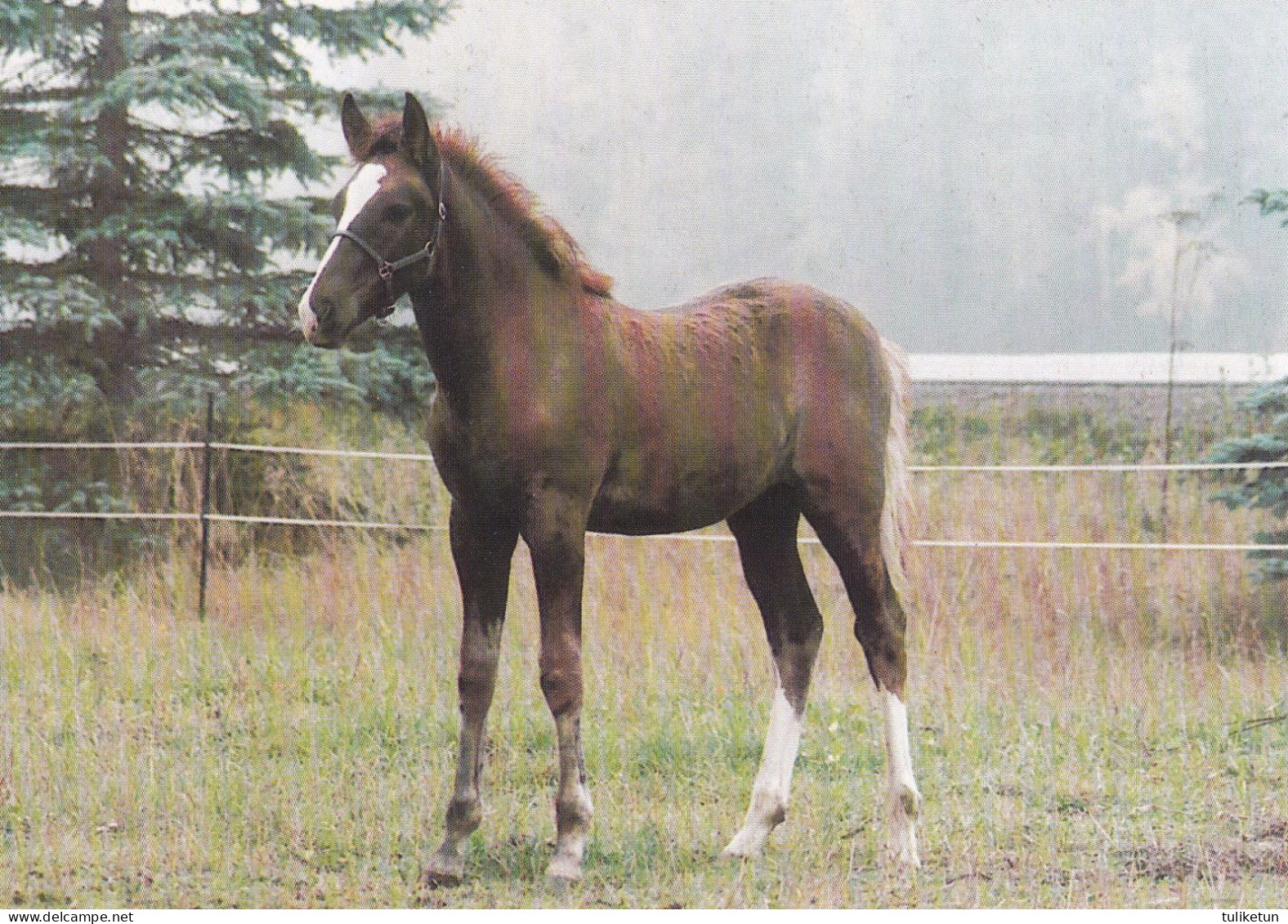 Horse - Cheval - Paard - Pferd - Cavallo - Cavalo - Caballo - Häst - Stallion Purven Onni - Suomenratsut Ry - RARE - Chevaux