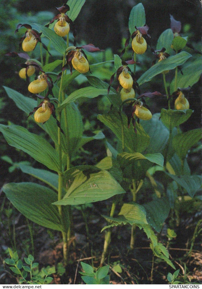 FLOWERS Vintage Ansichtskarte Postkarte CPSM #PBZ088.A - Flowers