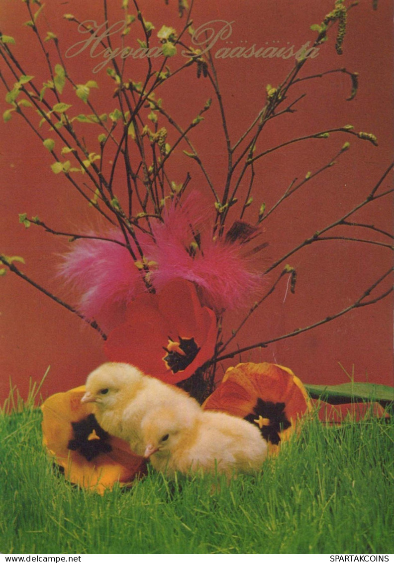 EASTER CHICKEN EGG Vintage Postcard CPSM #PBO756.A - Pâques