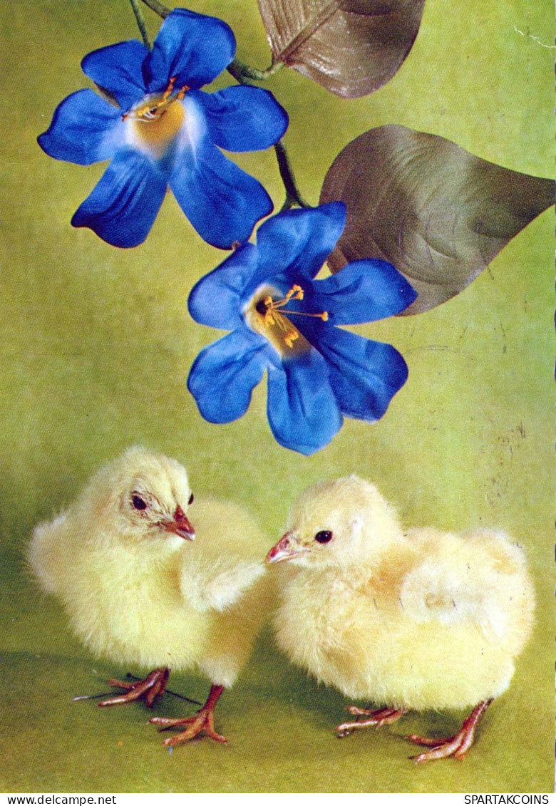 PASQUA POLLO UOVO Vintage Cartolina CPSM #PBO673.A - Easter