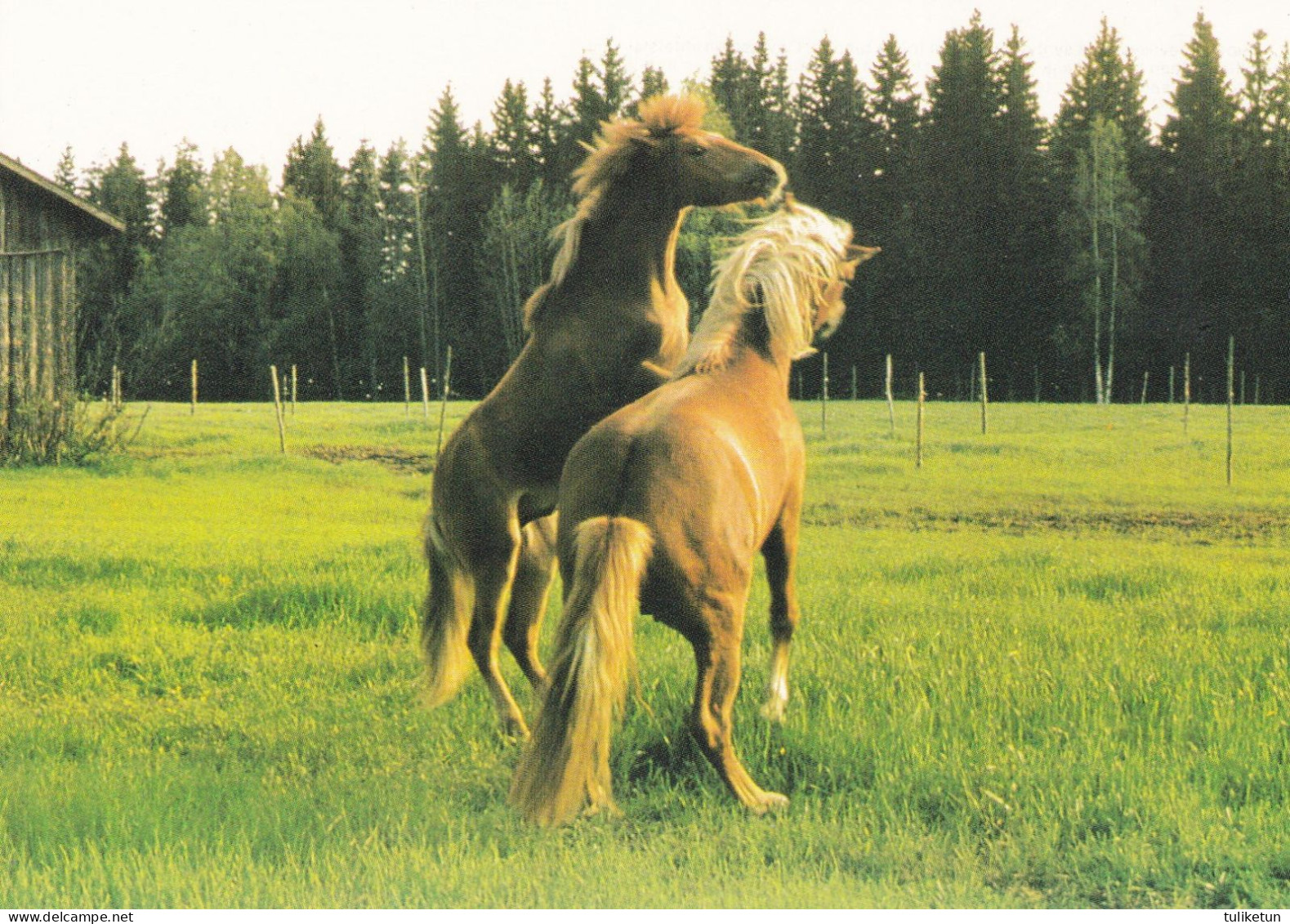 Horse - Cheval - Paard - Pferd - Cavallo - Cavalo - Caballo - Häst - Stallion Pasture Rahvon Island - Suomenratsut Ry - Chevaux