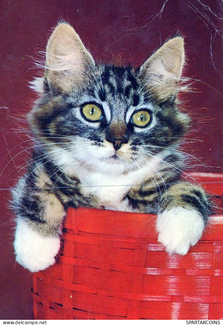 CAT KITTY Animals Vintage Postcard CPSM #PAM066.A - Katten