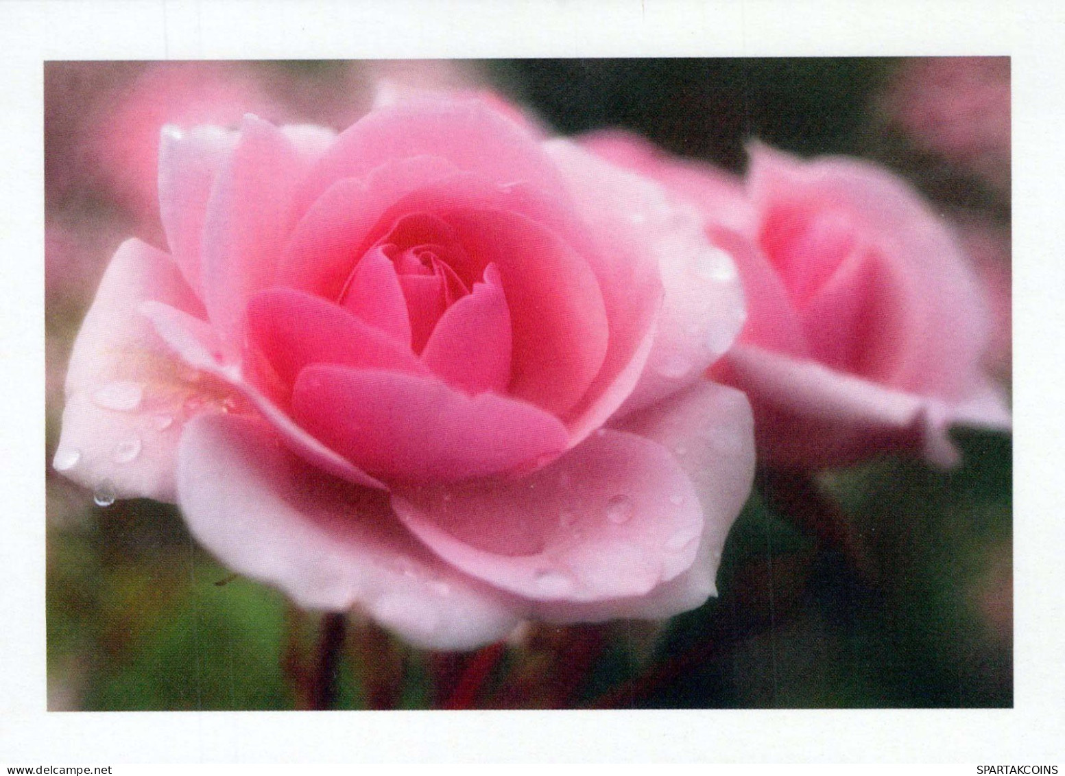 FLOWERS Vintage Ansichtskarte Postkarte CPSM #PBZ638.A - Flowers