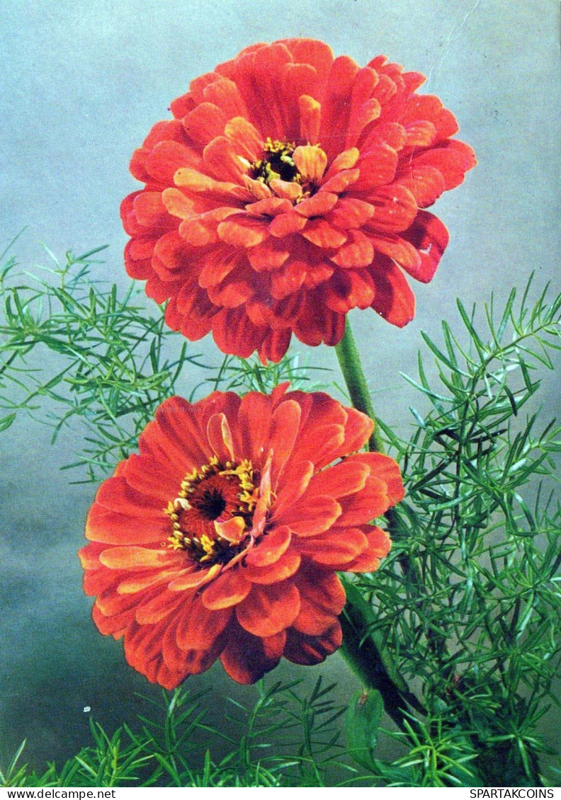 FLOWERS Vintage Postcard CPSM #PBZ414.A - Fiori