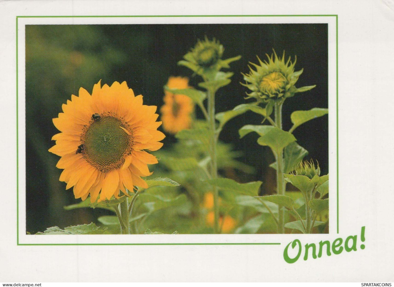 FLOWERS Vintage Postcard CPSM #PBZ384.A - Fiori