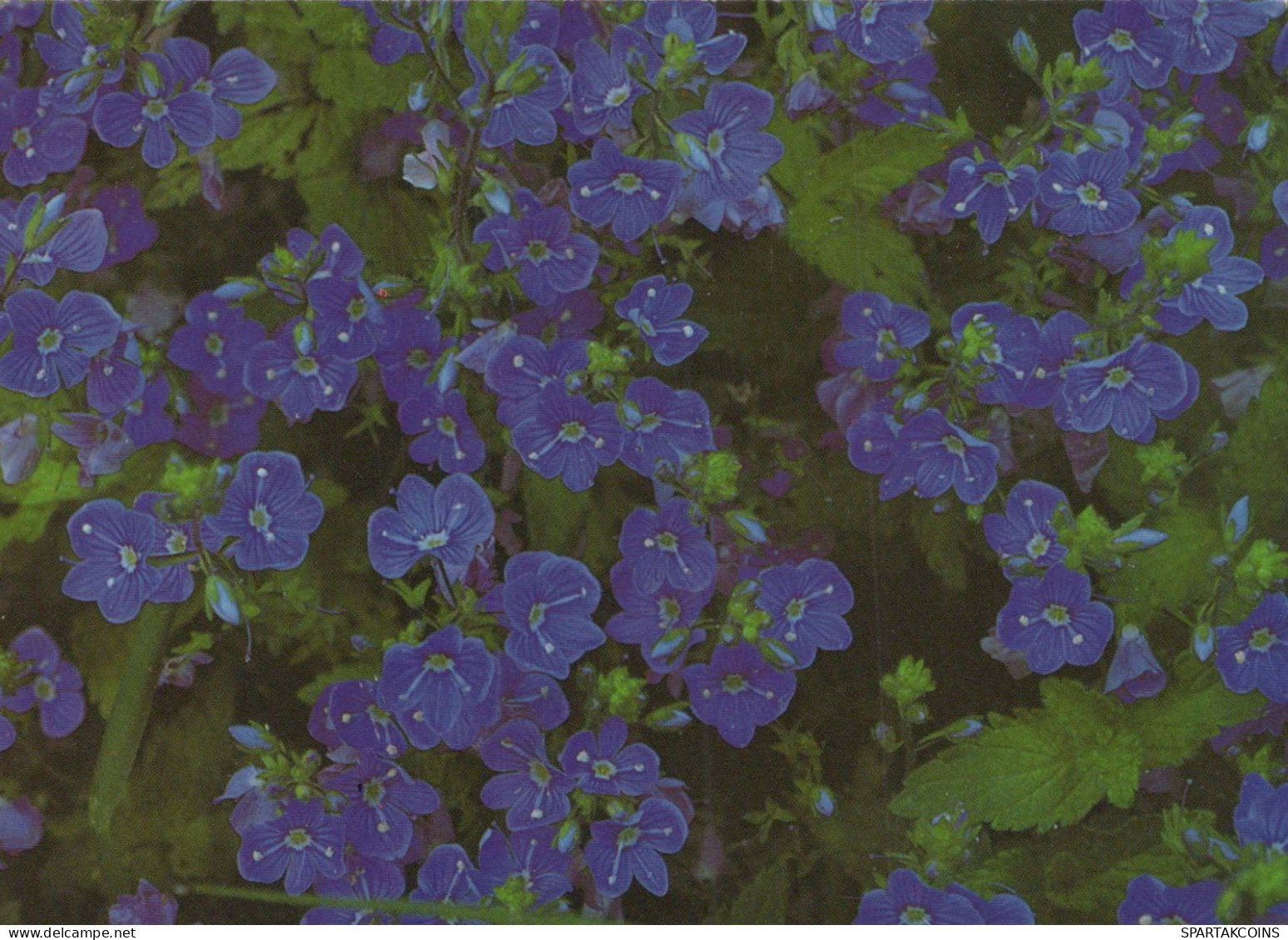 FIORI Vintage Cartolina CPSM #PAR575.A - Flowers