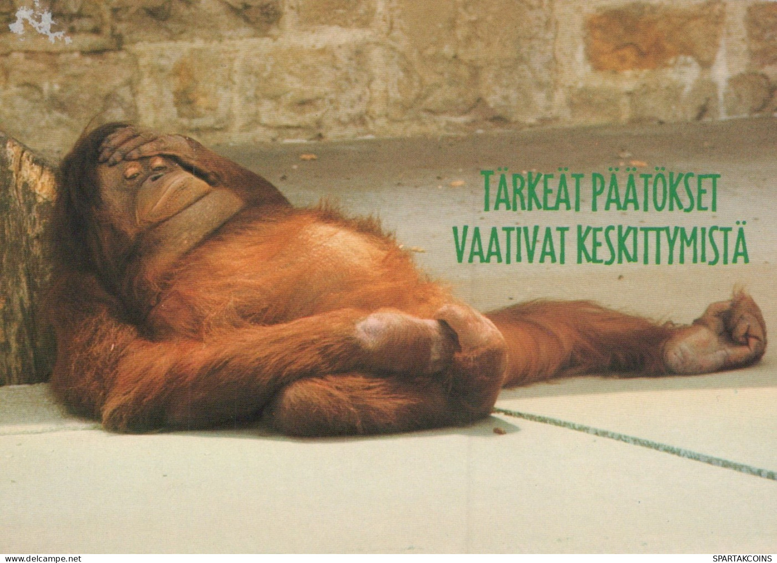 SCIMMIA Animale Vintage Cartolina CPSM #PAN984.A - Scimmie