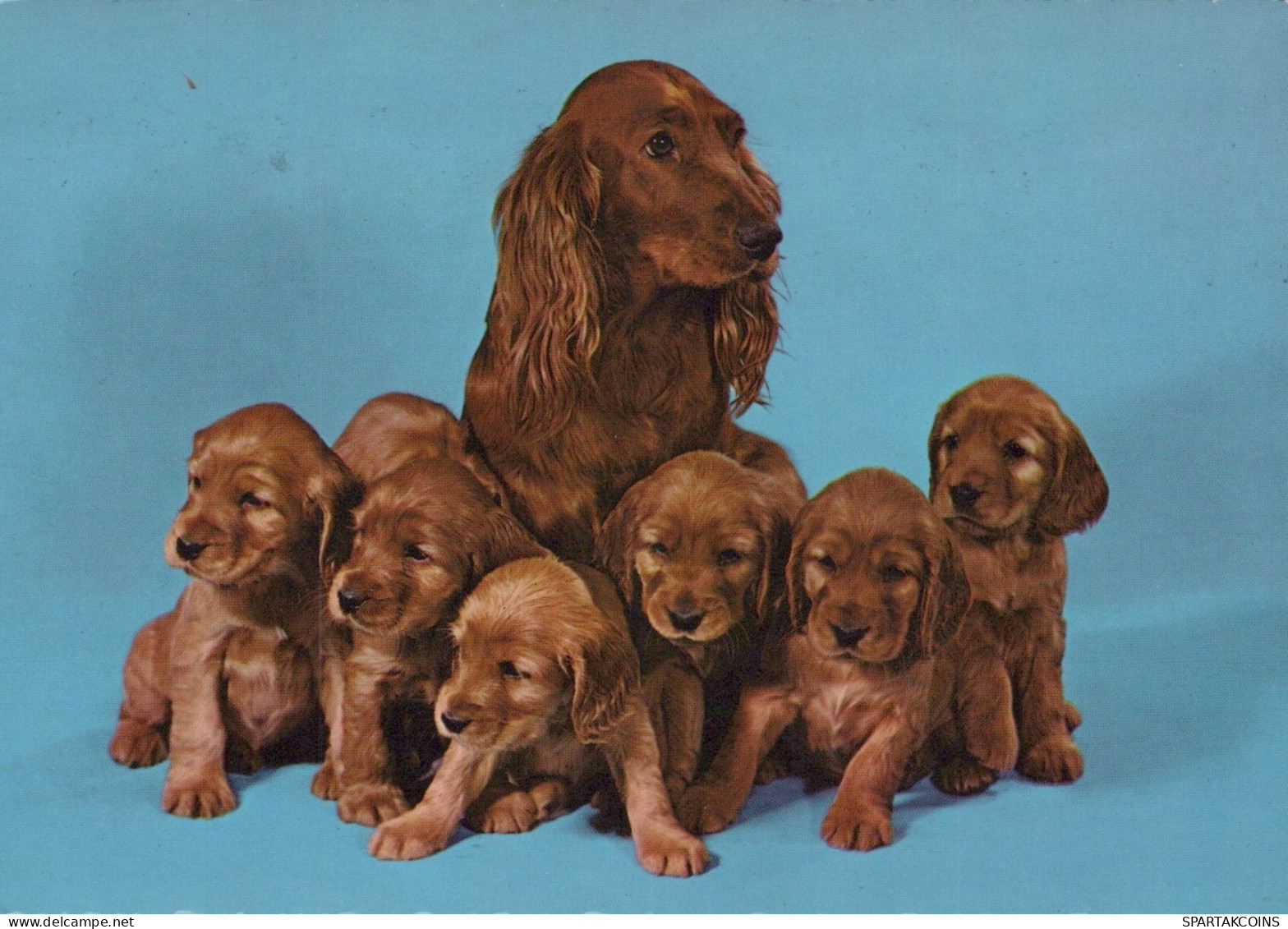 CHIEN Animaux Vintage Carte Postale CPSM #PAN640.A - Hunde