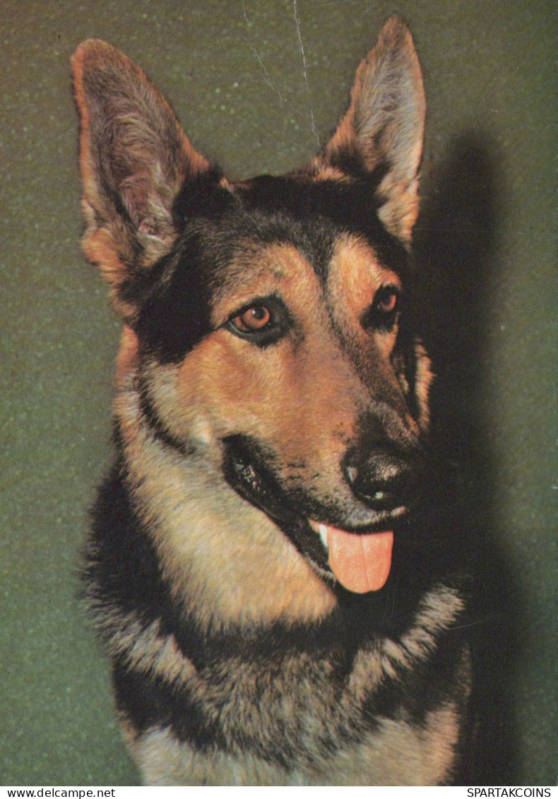 CANE Animale Vintage Cartolina CPSM #PAN609.A - Hunde