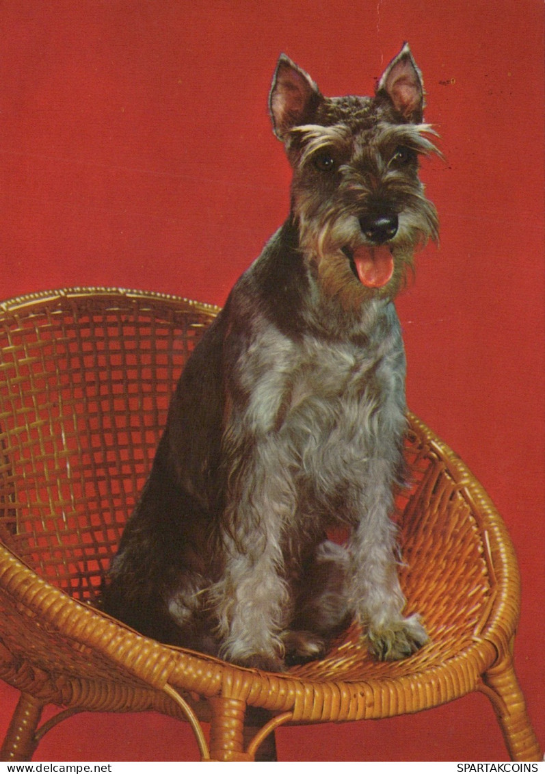 HUND Tier Vintage Ansichtskarte Postkarte CPSM #PAN526.A - Honden