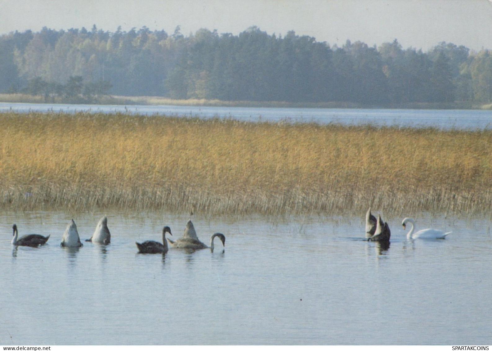 VOGEL Tier Vintage Ansichtskarte Postkarte CPSM #PAN291.A - Vogels