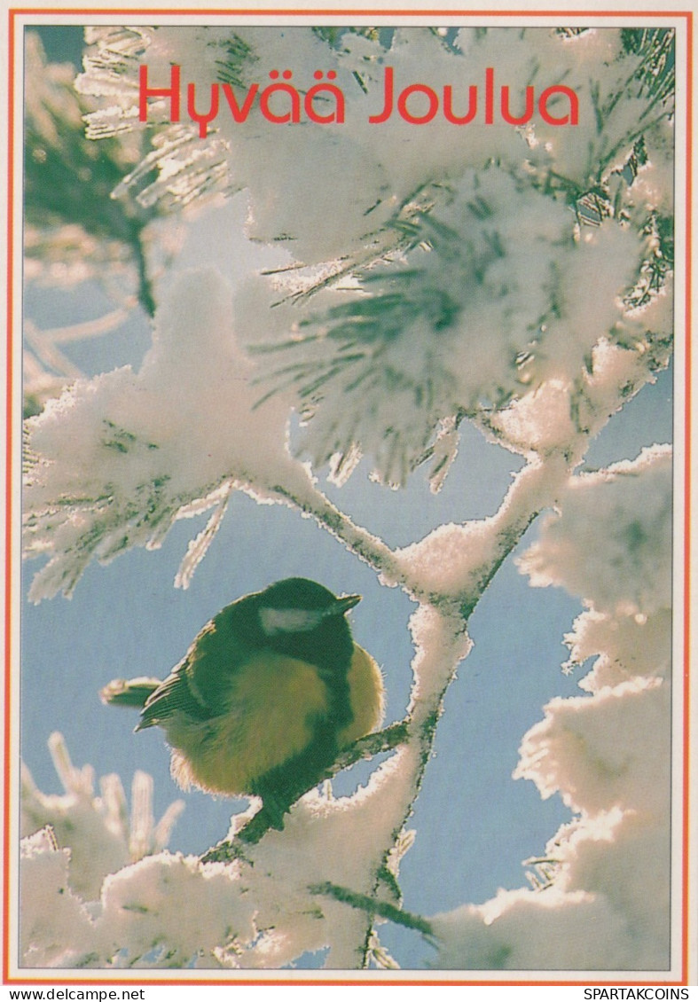 BIRD Animals Vintage Postcard CPSM #PAN027.A - Oiseaux
