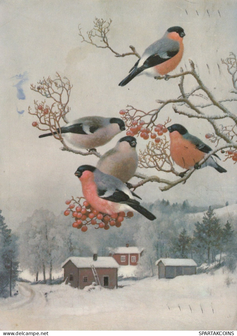 PÁJARO Animales Vintage Tarjeta Postal CPSM #PAM802.A - Birds