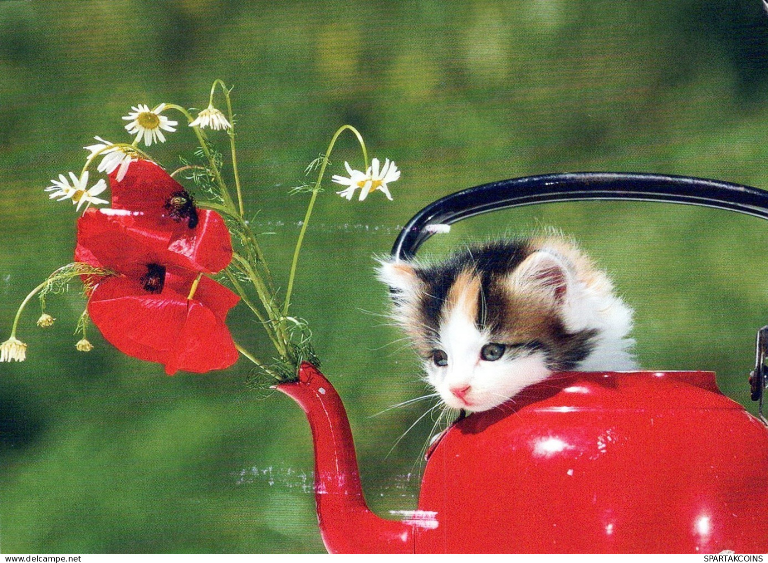CAT KITTY Animals Vintage Postcard CPSM #PAM501.A - Gatos