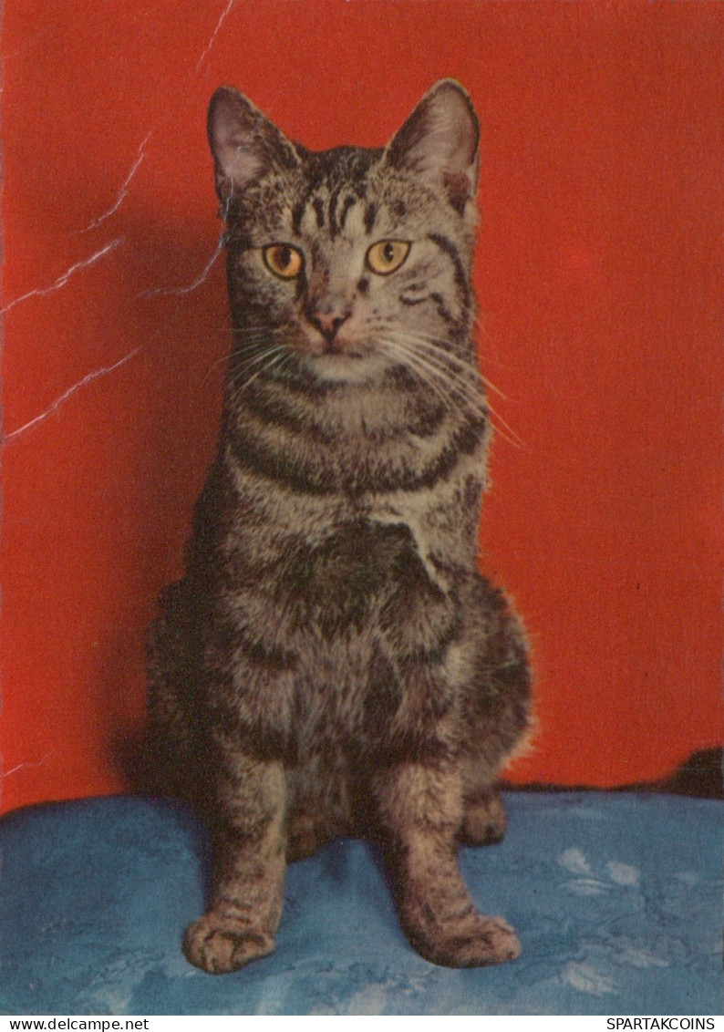 CAT KITTY Animals Vintage Postcard CPSM Unposted #PAM456.A - Katzen