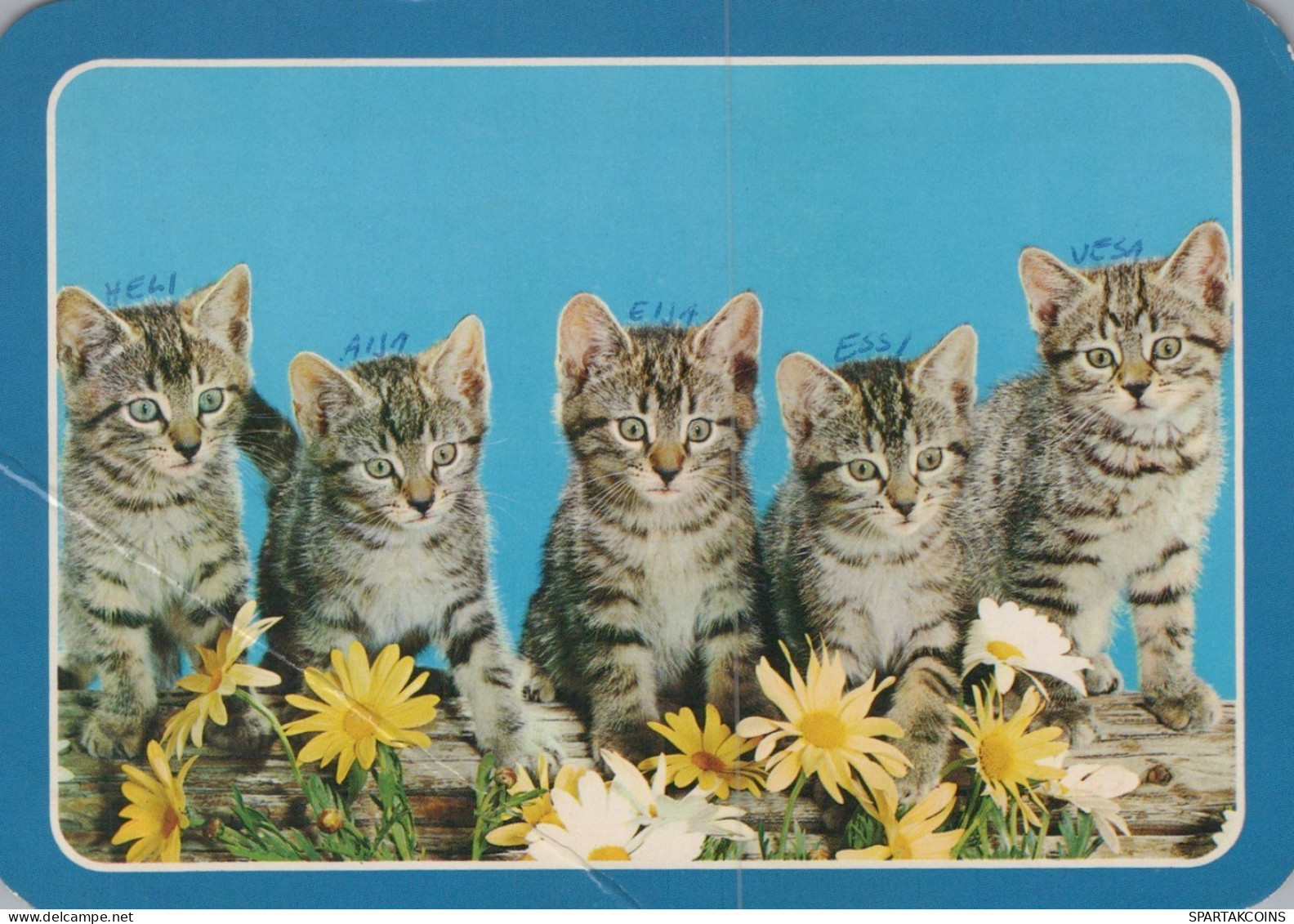 CAT KITTY Animals Vintage Postcard CPSM #PAM426.A - Katten