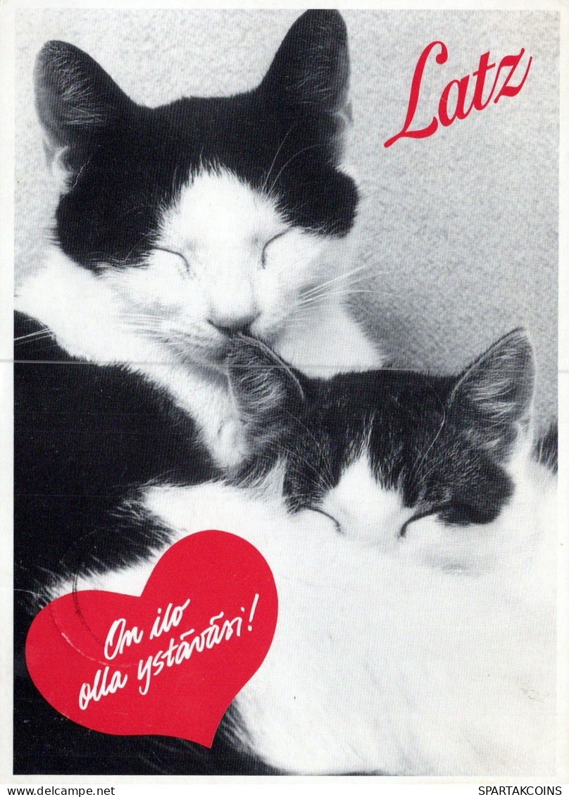 GATO GATITO Animales Vintage Tarjeta Postal CPSM #PAM302.A - Katzen