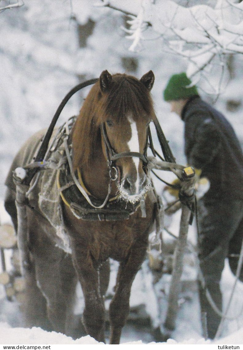 Horse - Cheval - Paard - Pferd - Cavallo - Cavalo - Caballo - Häst - Ravi King Vireni - Suomenratsut Ry - RARE - Horses