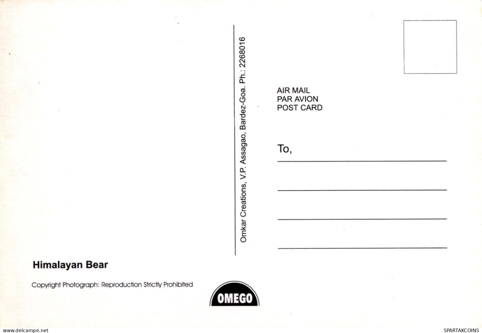 BEAR Animals Vintage Postcard CPSM #PBS340.A - Bears