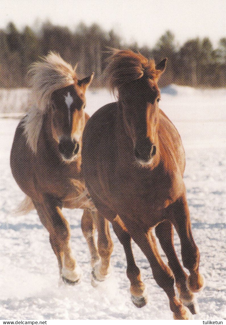 Horse - Cheval - Paard - Pferd - Cavallo - Cavalo - Caballo - Häst - Tilun Aatos & Vilijam - Suomenratsut Ry - RARE - Pferde