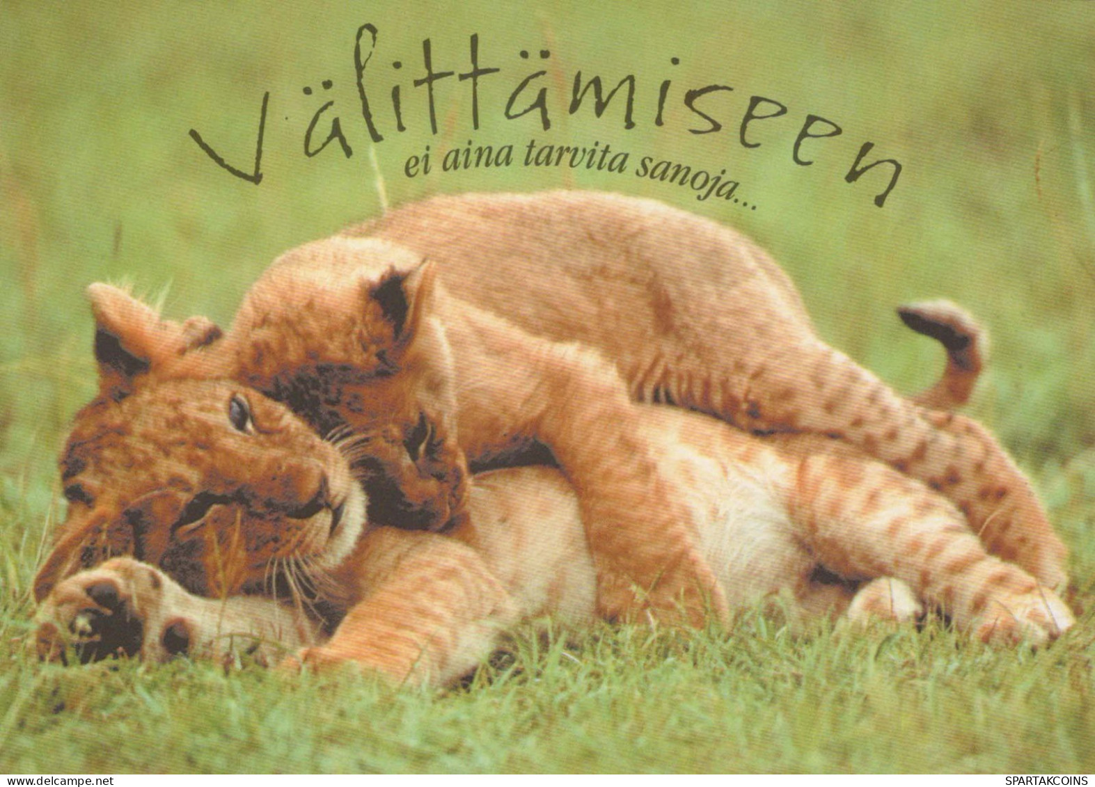 LION Animals Vintage Postcard CPSM #PBS080.A - Leeuwen